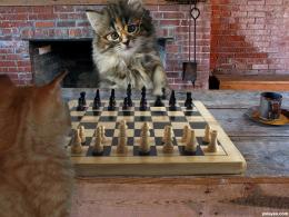 playingchess